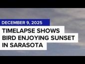 Bird watches sunset in Sarasota