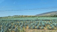 Abasolo promueve manejo sustentable del agave para impulsar su economía local