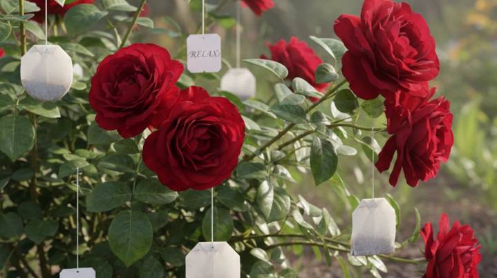 Colgar saquitos de té en las ramas del rosal: por qué recomiendan hacerlo y para qué sirve