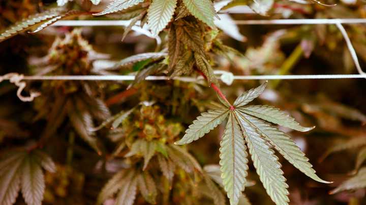 After spending thousands, New Bedford cannabis shop must start over