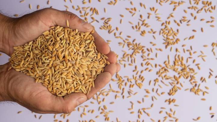 Khapli Atta vs Sharbati Atta: What’s The Difference And Which One Truly Suits You