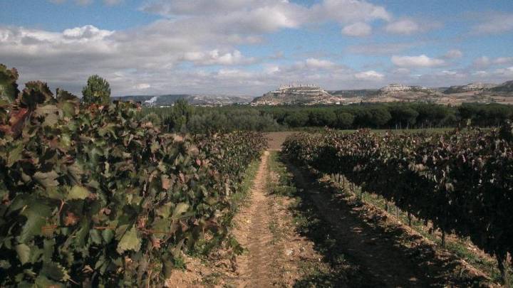 Ribera del Duero cierra una vendimia con una calidad "muy excelente"