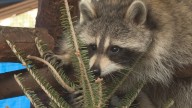 Man exposed to rabies after handling raccoon in Wells