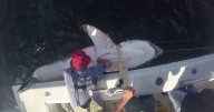 Monster 700lb great white shark heads to popular beach for Christmas in rare first migration