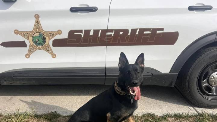 Police K-9 injured in standoff at rural Morgan County home; shots fired by deputies
