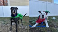 Shelters across Mass. waive fees for adult dogs in weeklong holiday drive