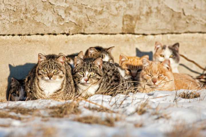 Trenton bill pushes statewide spay and neuter rules for community cats