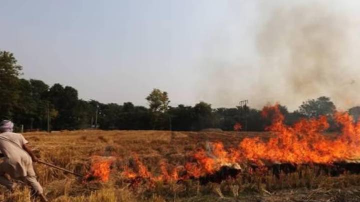 Burnt area increased in Haryana even as farm fire count dropped: New report flags concerns about data collection