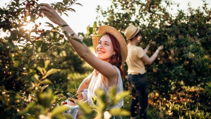 The Delicious Fruit You Can Plant In The Winter For A Tasty Harvest Come Summer