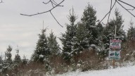 Kohl's Stony Hill Tree Farm gets into the spirit as holiday season ramps up