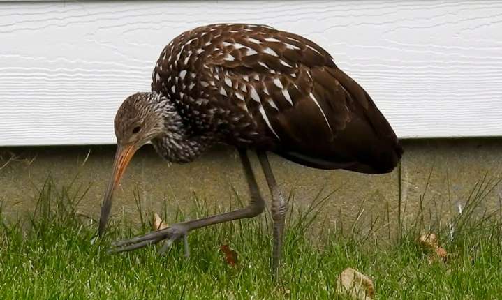 Rara avis: Tropical bird shows up in Scituate, just ahead of a possible snowstorm