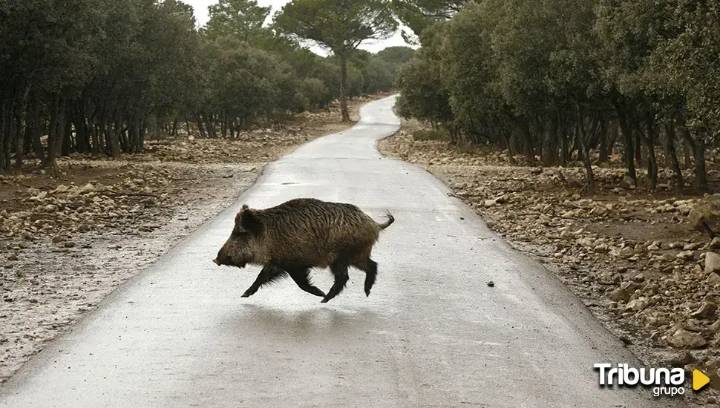Un grupo de científicos buscará el origen del foco de la peste porcina africana
