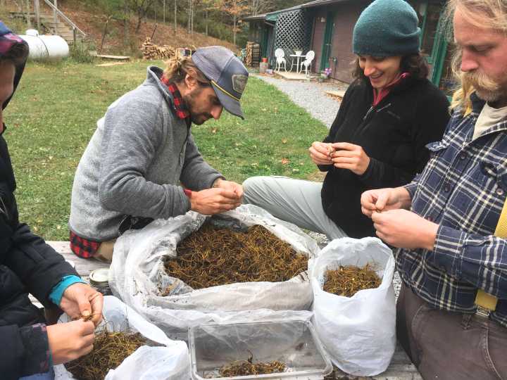 Yew Mountain Center Hosts Indigenous History Presentation & Medicinal Planting Workshop This Saturday