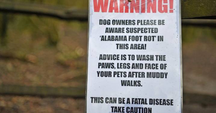 Dog owners warned of deadly disease that peaks in winter months