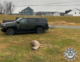 Game Commission seeks tips on illegal deer shooting near Pa. school