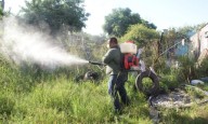 Dengue: casos semanales se mantienen estables