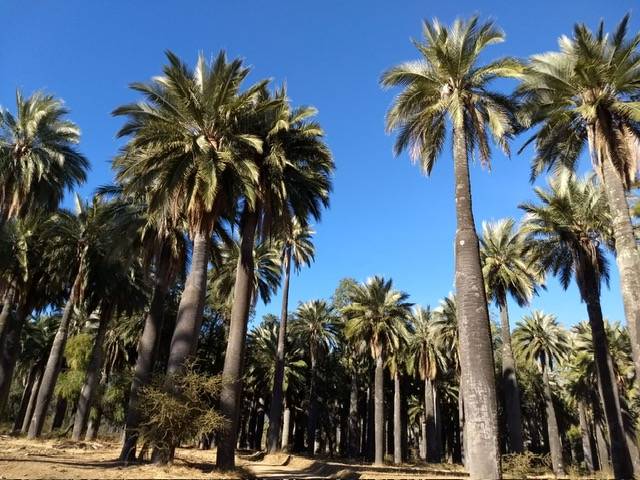 Palma chilena recibe máxima protección mundial