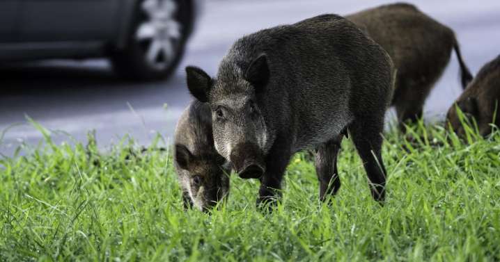 Planas pide tranquilidad ante el brote de peste porcina, pero insiste en «no bajar la guardia»
