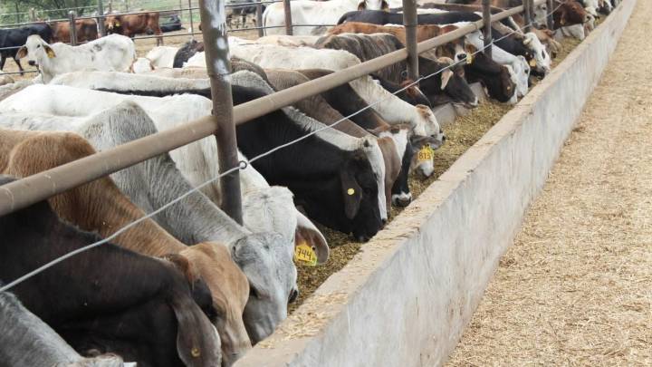 Endurecen medidas contra el gusano barrenador a un año de que inició la emergencia