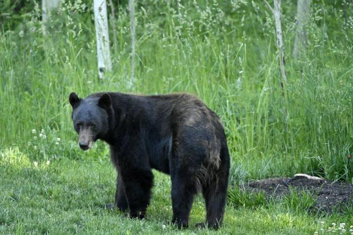 Bear interactions in Colorado this year were the most since 2019