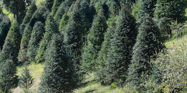 ¿Dónde puedes adquirir tu árbol de Navidad natural en el Edomex a buen precio?