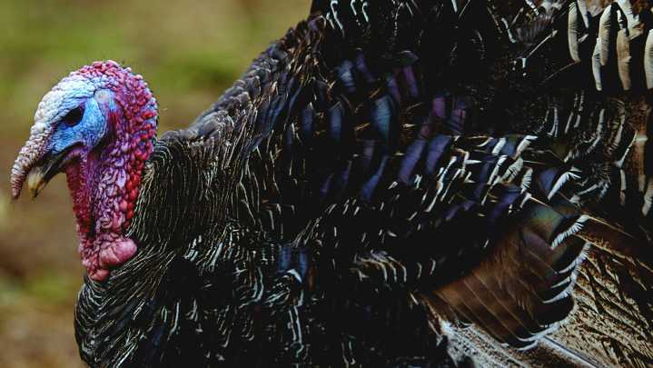 Bird flu hits 18,000 turkeys in north central Iowa