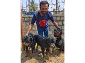 Davanagere woman dies after brutal Rottweiler attack