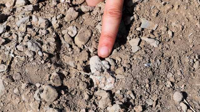 Mystery foot fossil may shake up human family tree