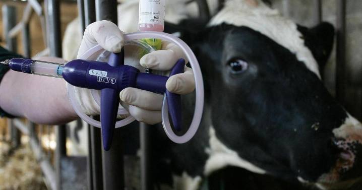 Royal Ulster Winter Fair cattle classes cancelled over bluetongue disease