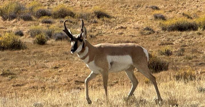 Pronghorn populations plummet in southwest Montana as FWP plots hunting changes