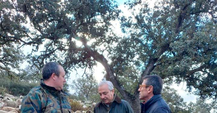 La Junta auxilia a más de cien explotaciones ganaderas de la Serranía de Ronda afectadas por la lengua azul