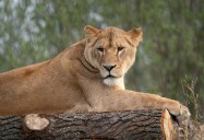 Man Killed by Lion After Breaking Into Zoo Enclosure