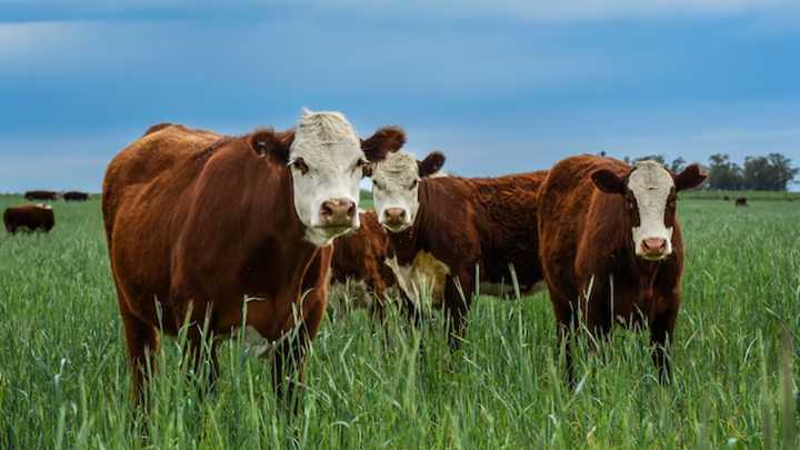 Ingenieros Agrónomos y Veterinarios reclaman jerarquía y profesionalismo en la política agropecuaria