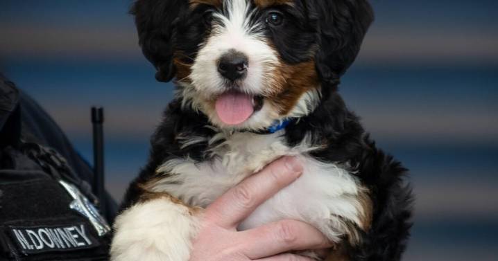 Idaho Falls Exchange Club donates $1K to K9 Heroes