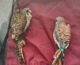 Detienen a joven por tráfico de fauna en tianguis de Celaya; aseguraron dos halcones
