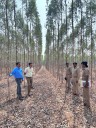 Gujarat carried out plantation on 1.04 lakh hectares of forest land in 3 years: Govt