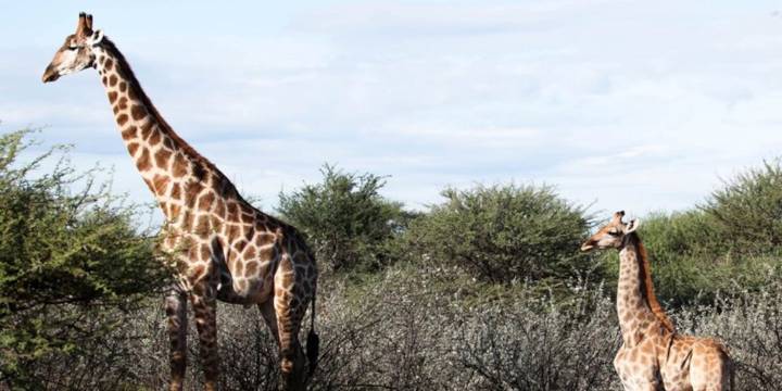 Identifican un factor clave que condiciona la supervivencia de elefantes y jirafas en África