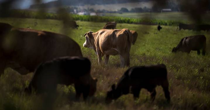 Detectan tercer caso de gusano barrenador en Montemorelos, Nuevo León