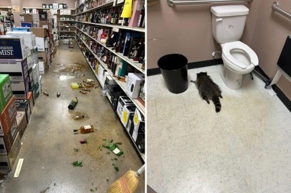 Mapache entra a licorería, se emborracha y amanece desmayado en el baño