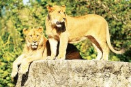 Two new young lions bring Royalty back to Zoo Miami