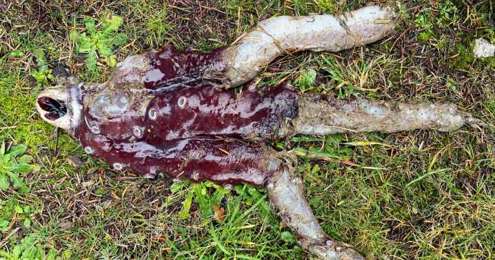 Seven-legged octopus? Elusive creature washes up at shore