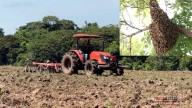 Sin vida fue hallado operador de tractor atacado por enjambre de abejas