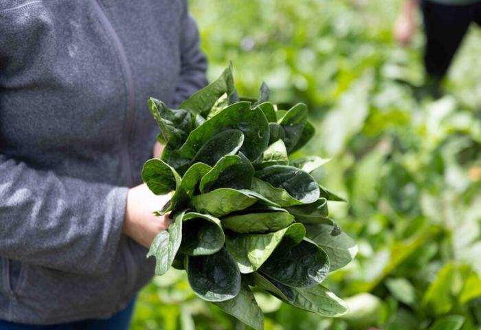 “Latidos del territorio”, iniciativa para acercar a colombia con su ruralidad