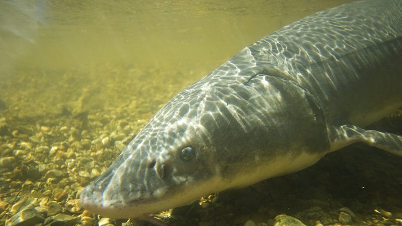 'Great milestone' reached in effort to restore Great Lakes sturgeon