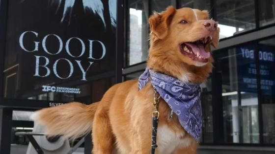 Indy, perro protagonista de ‘Good Boy’, logra histórica nominación en los Astra