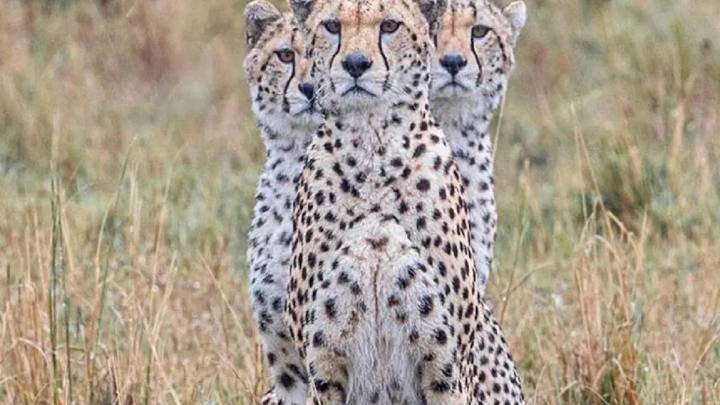 Modi highlights cheetah reintroduction program on International Cheetah Day