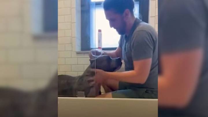 Missouri Shelter Dog Overcomes His Past And Builds A Heartwarming Routine With His Foster Dad