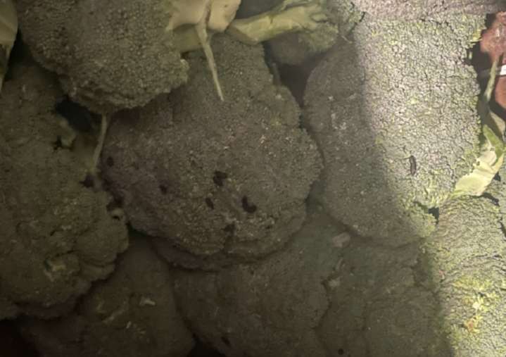 Moldy/spoiled food, mouse droppings on broccoli: Two restaurants fail inspections