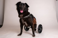 2-Legged Dog Returned to Shelter After Waiting Nearly 2 Years to Get Adopted