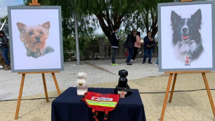 Tribunal busca reducir la pena al sujeto que envenenó a los perros rescatistas Athos y Tango
